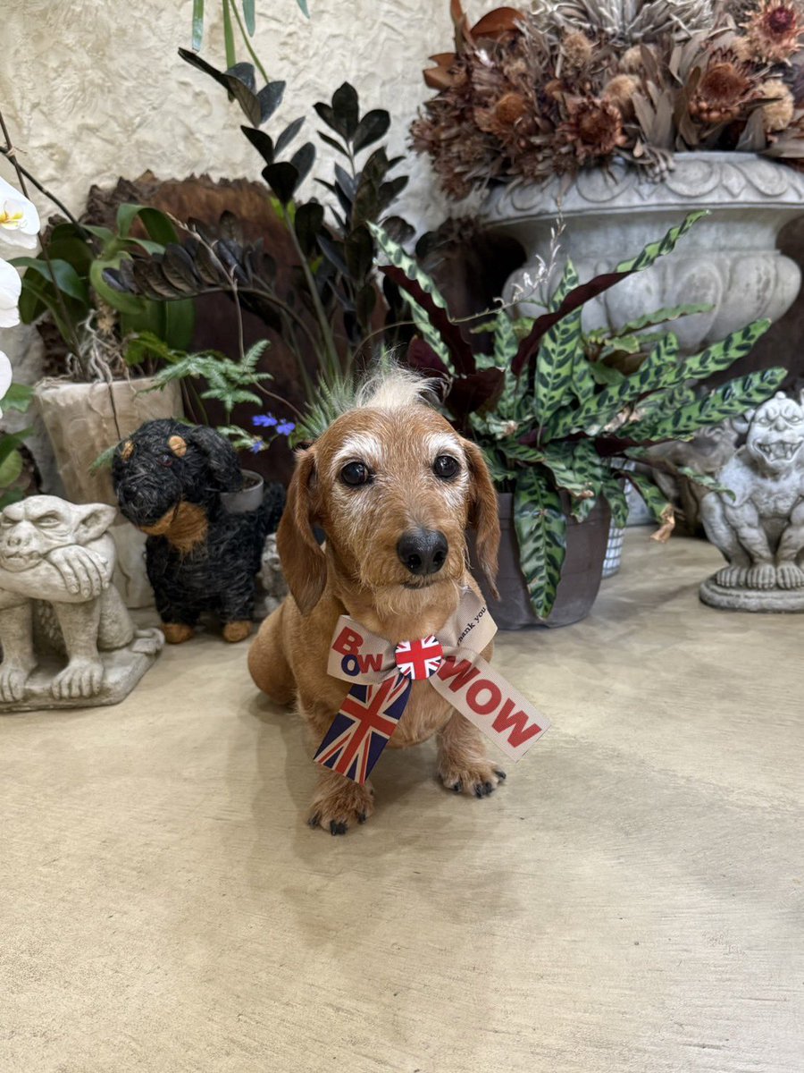 anmi_klj's tweet photo. 昨日は月1️⃣お手入れDAY😍
ユニオンジャック🇬🇧チョーカーが
coolだ絶対😍😍😍😍😍
#dog #dachs #dachshund #miniaturedachshund #wiredachshund #犬バカ部 #短足部 #ミニチュアダックス #ダックスフント #ワイヤーダックス #ミニチュアダックスワイヤー #ワイヤーダックスを愛する会 #モヒカン犬 https://t.co/fhq4hQ7hy7
