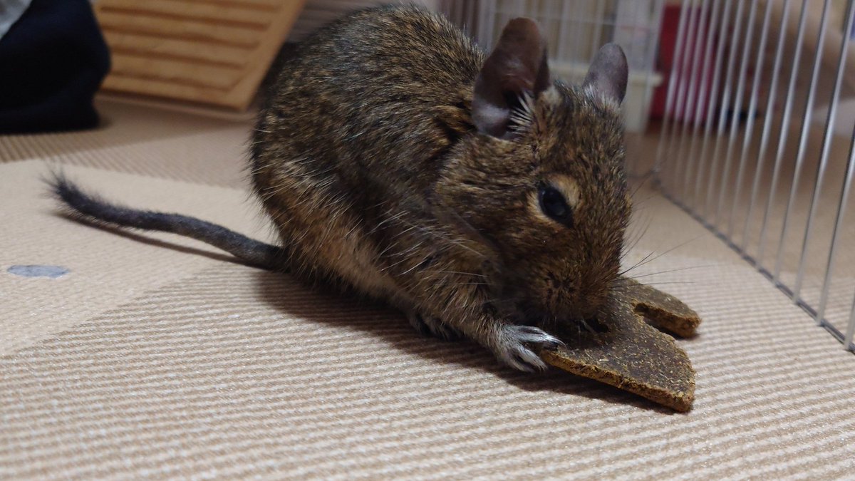 たお(ｱﾝﾃﾞｽの謳うﾈｽﾞﾐの付き人) tweet media