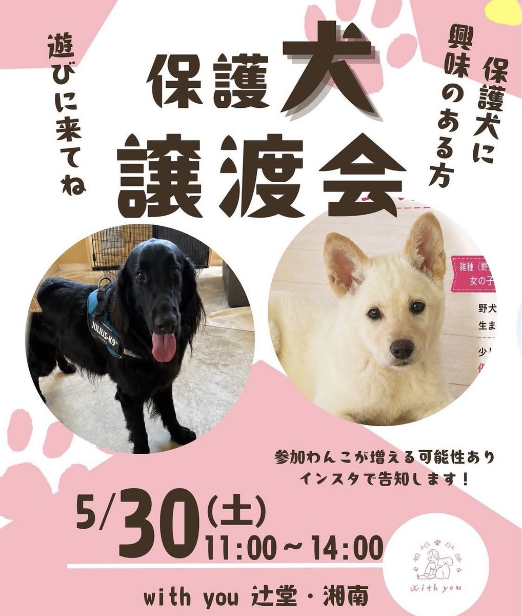 misaki_anisma's tweet photo. 【譲渡会のお知らせ】
日時：5/30（土）11:00～14:00
場所：with you

神奈川県藤沢市辻堂東海岸1-3-15
0466-96-0332
※駐車場は近隣のパーキングをご利用ください

参加メンバーは増えるかもしれません
是非、遊びに来てくださいね♪

#譲渡会 #里親募集 #保護犬 #湘南 #辻堂 #三浦 #三崎 #アニすま https://t.co/MUQJO2U83W