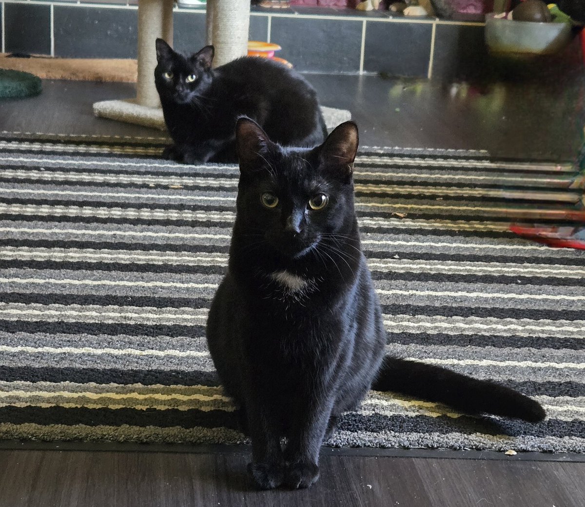 Lincoln & Mary Todd 🐈‍⬛❤️🐈‍⬛ tweet media