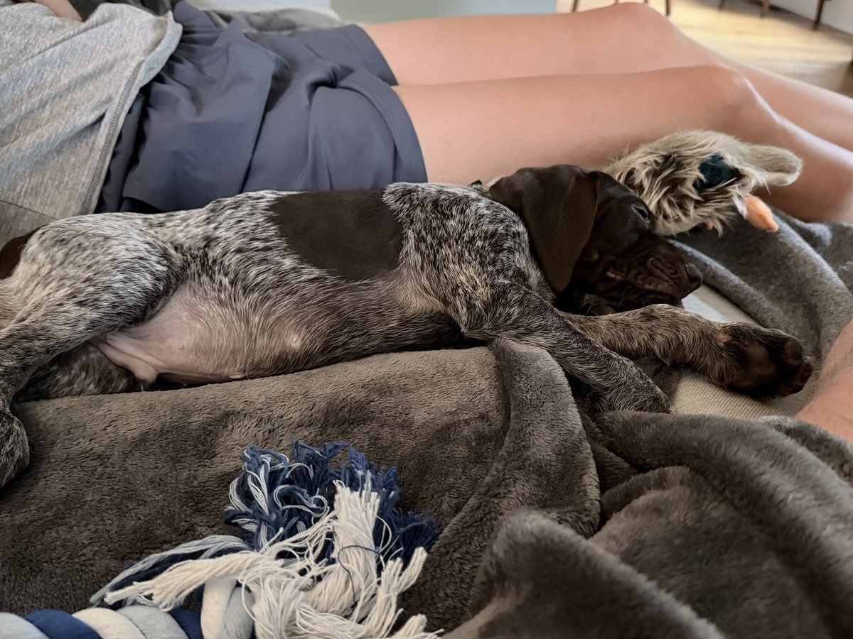 ce_dobbins's tweet photo. Meet Winkler. Needed a nap after a 12 plus hour drive and 5 states later. Plus missing his puppy brothers for his first night of sleeping. https://t.co/0CzJRIhgS3