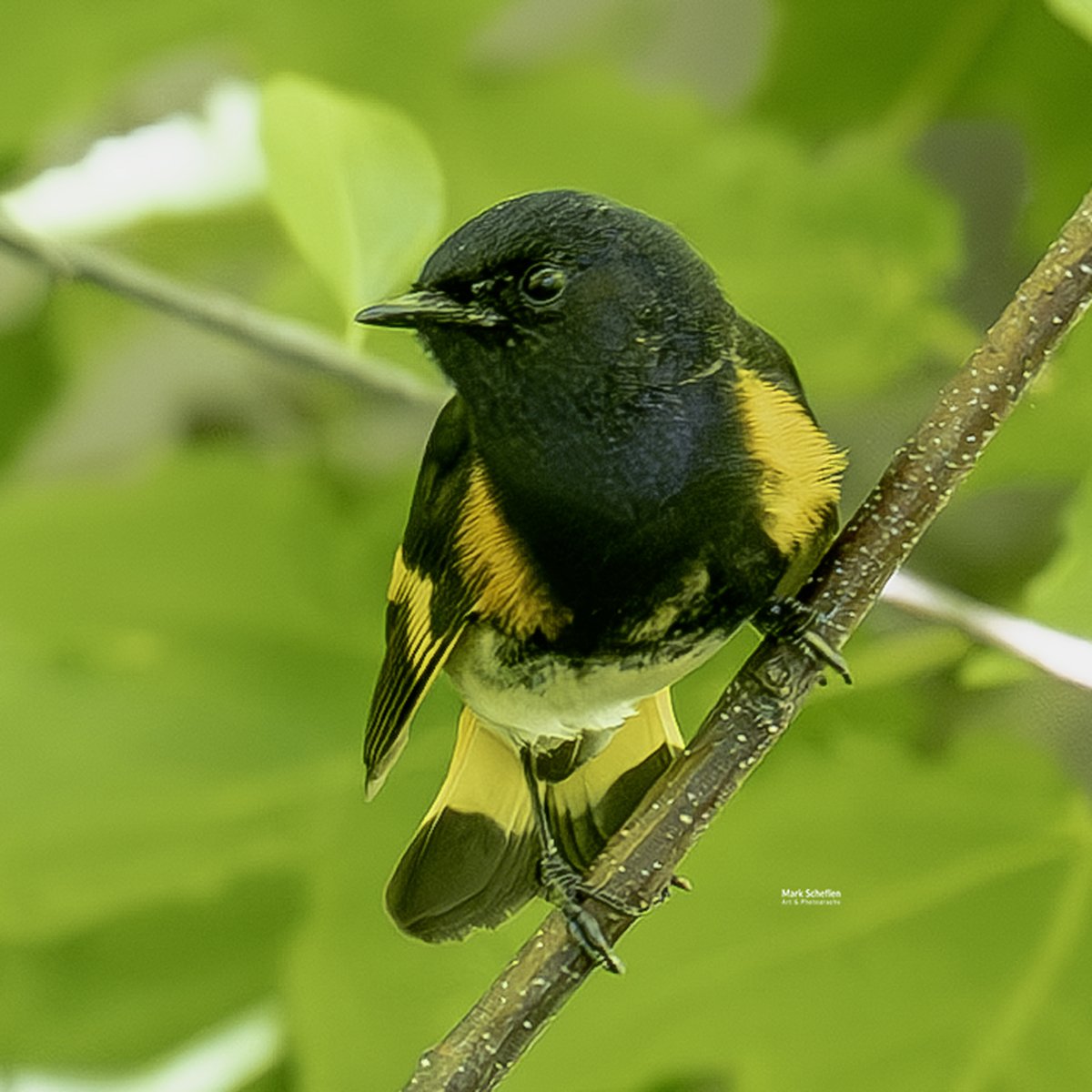 charlieschef's tweet photo. American Redstart (male) #centralparknyc #birdcpp #birdphotography #wildbirdphotography #springmigration2026 #amercianredstart #redstart https://t.co/IlAnL7K0U7 https://t.co/EcdCaZjQxf