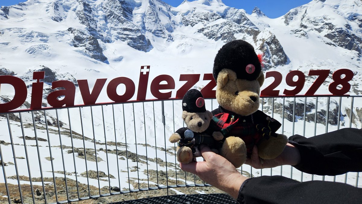 Swiss Piper Bears tweet media