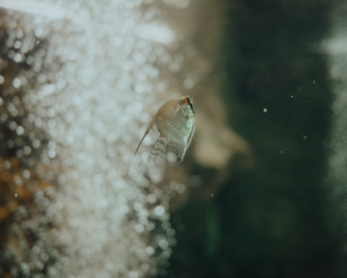 Zf｜Z 28mm F2.8