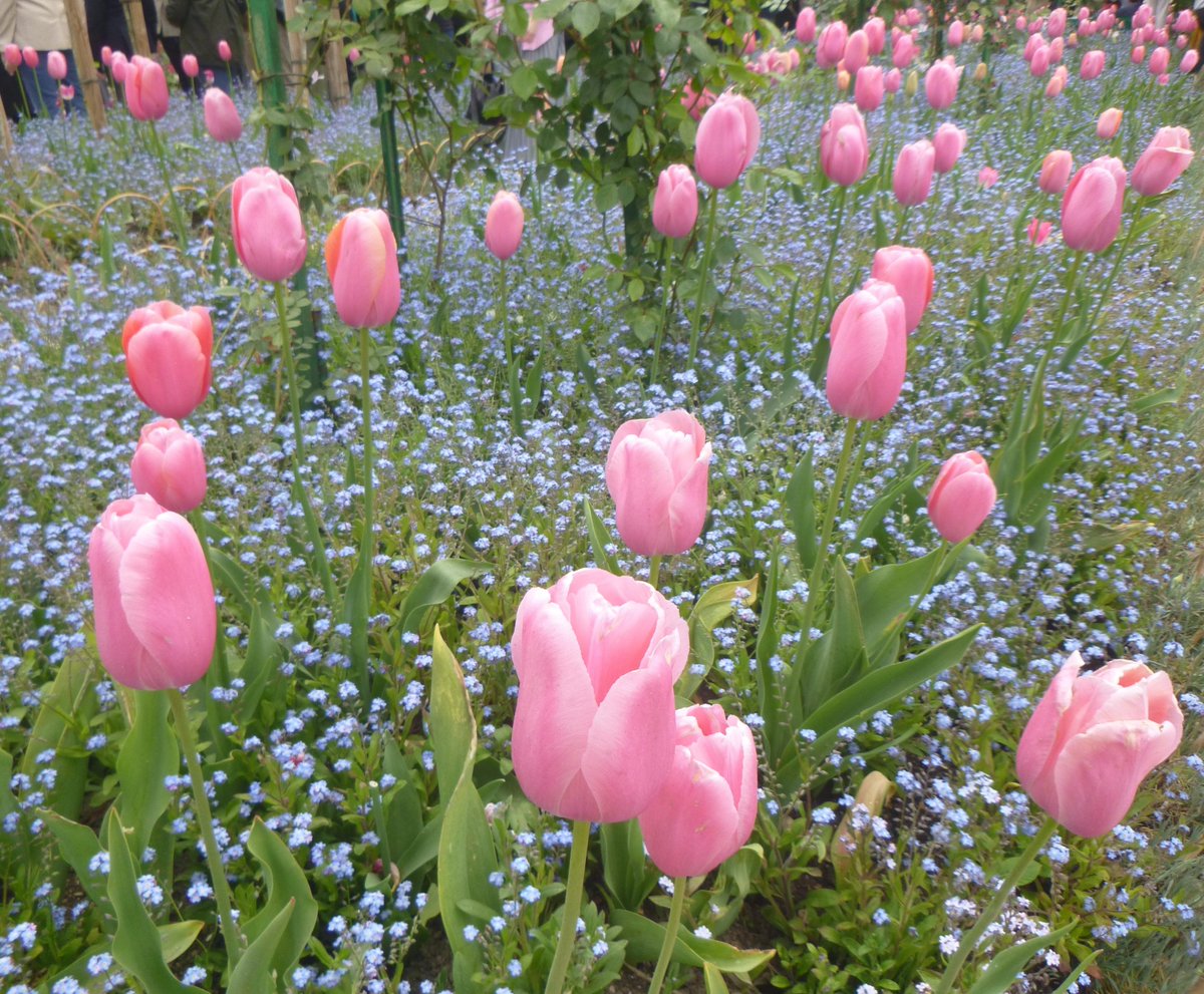 TFinkenberger's tweet photo. @MuseeGiverny @allontanarsio @RegionNormandie @FondationMonet "Je sais aussi comment sont charmant ces jours de premier printemps chez nous, et la joie, le plaisir qu'ils font au coeur."

Claude Monet (1840-1926),
peintre impressionniste francais
#Citation 🇫🇷 https://t.co/ROCsNMOfay
