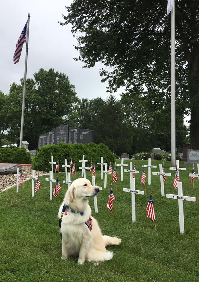 Sampson the Service Dog tweet media