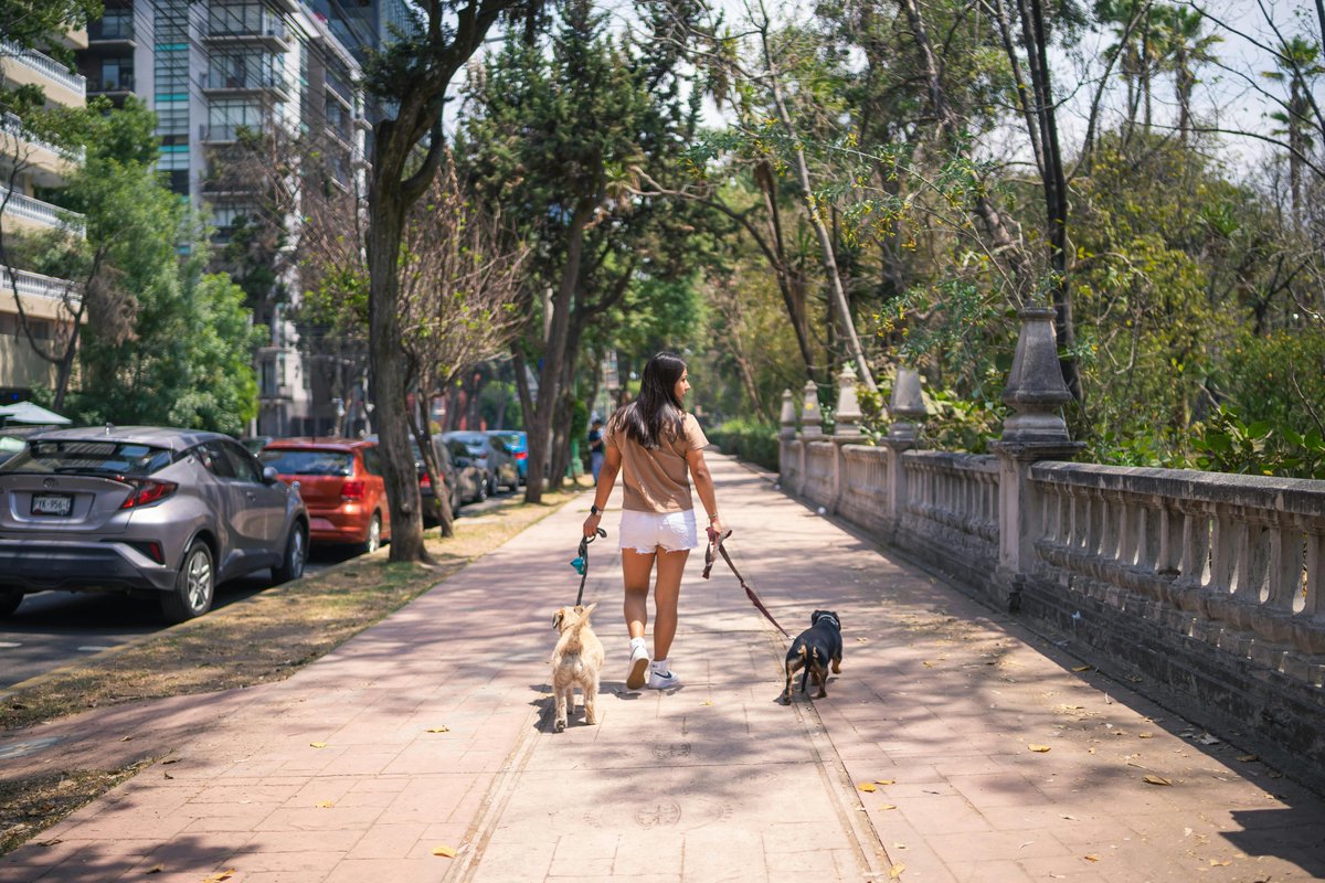 Dynodogshop's tweet photo. What’s hardest during walks?

🐾 Pulling
🐾 Barking
🐾 Distractions
https://t.co/wvgO8DU2AV
#WalkTrainingPoll #InteractiveDogs #PetCommunityChat #DogBehavior #DogParentsTalk #TrainingDogs #OutdoorSkills #DynoDog https://t.co/V41IlJLEhb