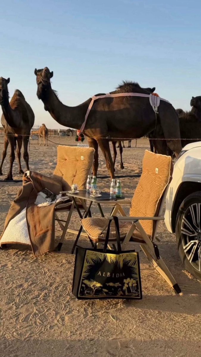 2u_i8's tweet photo. يا بعد شقر الذوايب  وتلعات الرقاب
انتي الحب الحقيقي ما حبيت ابّعده

غاليه واغلى سناد وطت فوق التراب
غاية  الشاعر  وروحه  وعزه  واسنده https://t.co/Wxa6Ov50c9