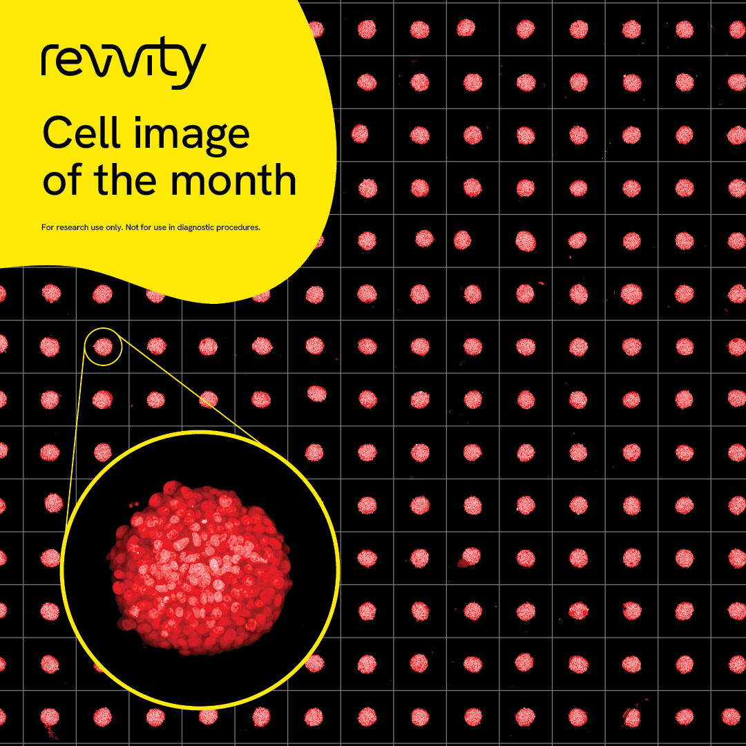 RevvityInc's tweet photo. May’s image of the month features eye-catching NIH/3T3 spheroids. Stained with PhenoVue™ paraformaldehyde containing 7 µM PhenoVue™ DRAQ5™, the images were acquired using our new PhenoPlate™ 3D 384-well ULA-coated microplates on the Opera Phenix™ Plus high-content screening system. https://t.co/mmDvgL7O5M

Do you have any beautiful images from our high content screening instruments? Post them in the comments – we’d love to see them!