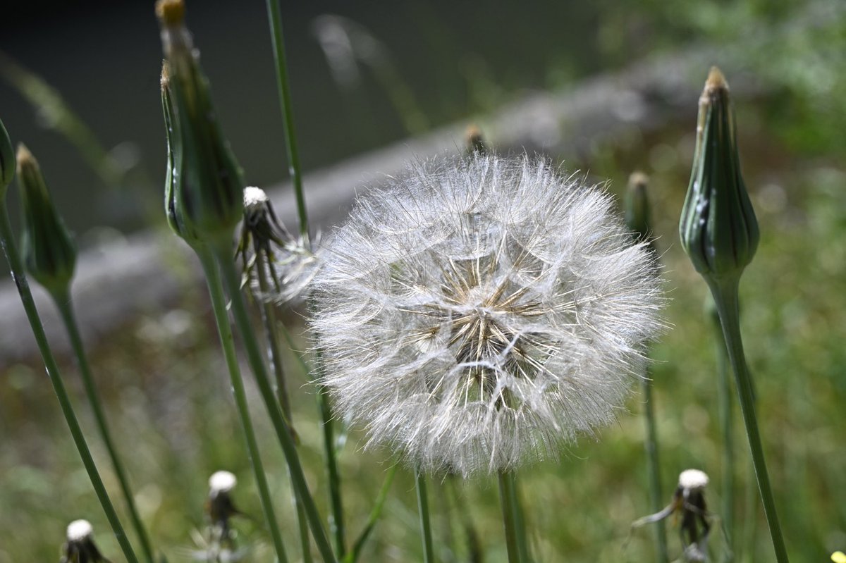 adamclittle's tweet photo. Salsify (I think) on the bank of the Thames today. #wildflowers #salsify #thamespath https://t.co/nX3CmKuay7
