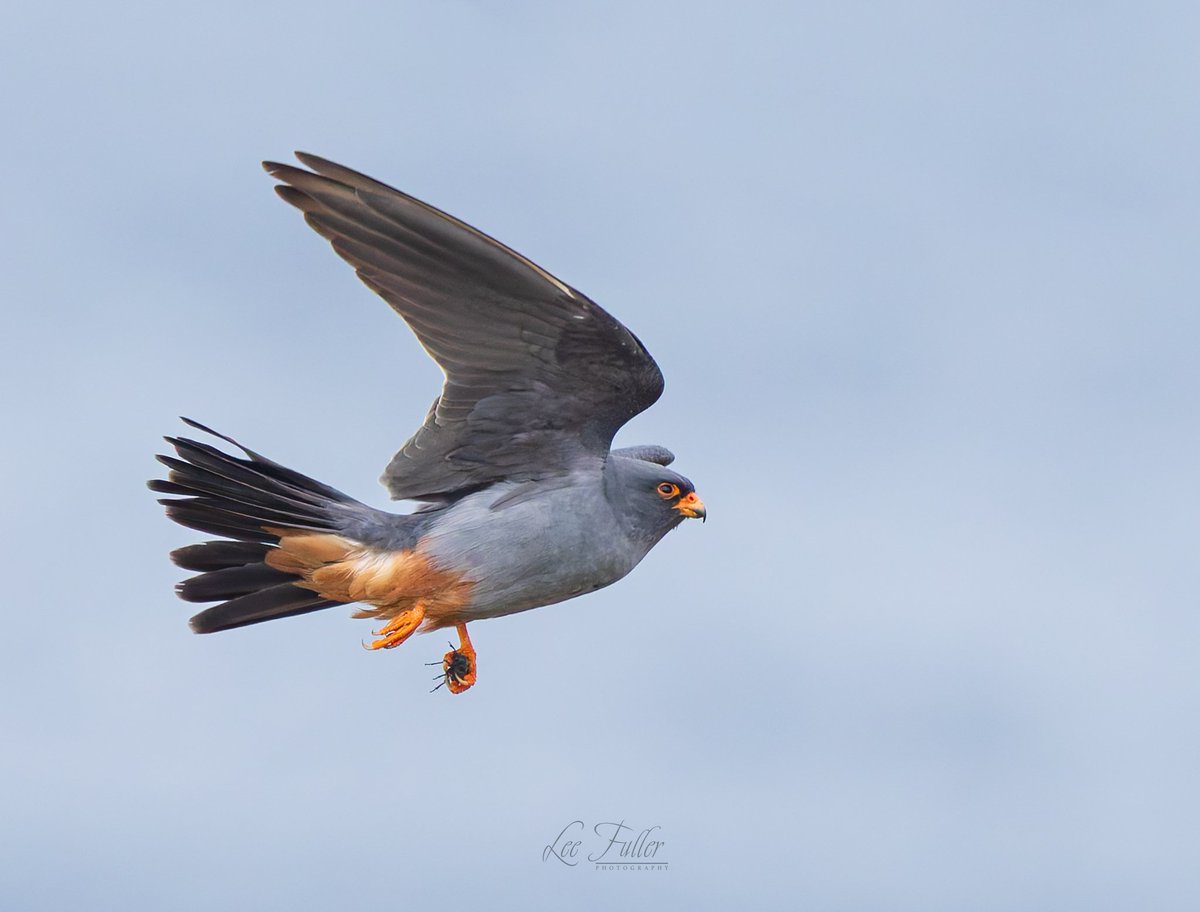 LeeFuller90's tweet photo. Some of the male Red-footed falcons. https://t.co/p6RAFYJsSq