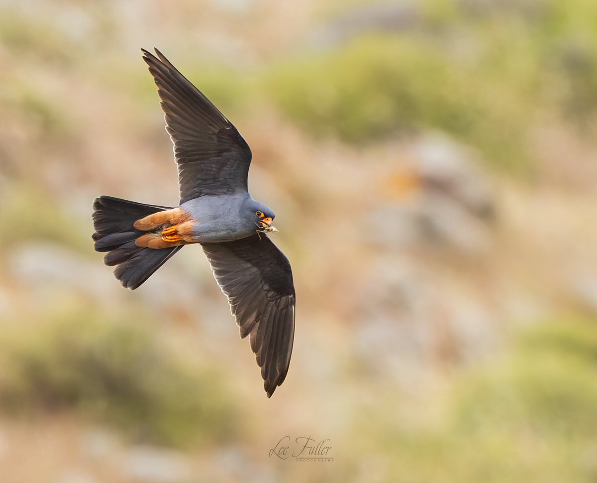 LeeFuller90's tweet photo. Some of the male Red-footed falcons. https://t.co/p6RAFYJsSq