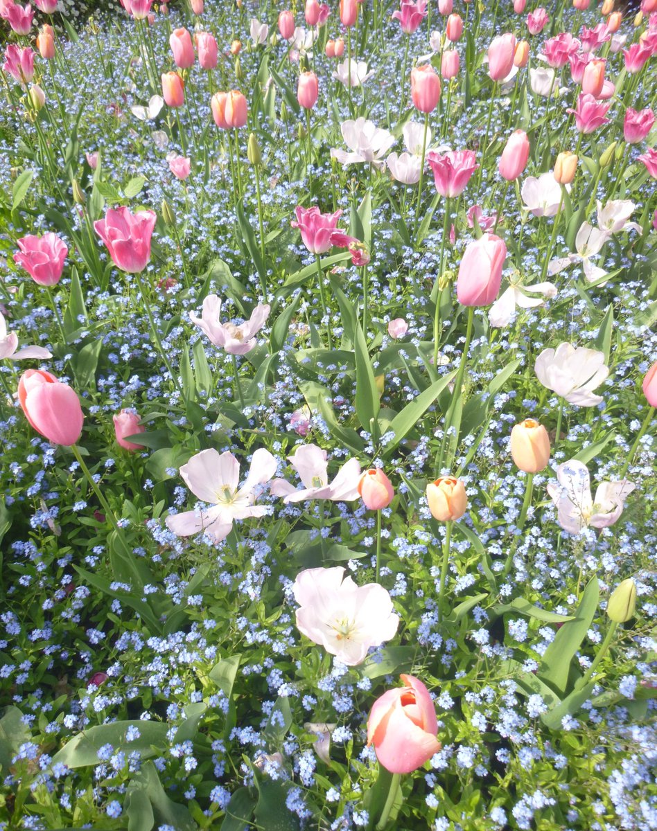 TFinkenberger's tweet photo. @MuseeGiverny @allontanarsio @RegionNormandie @FondationMonet "Ich weiß auch, wie bezaubernd diese ersten Frühlingstage bei uns sind und welche Freude und welches Vergnügen sie dem Herzen bereiten."

Claude Monet (1840-1926),
französischer Maler des Impressionismus
#Zitat 🇩🇪 https://t.co/QTRlITICw3