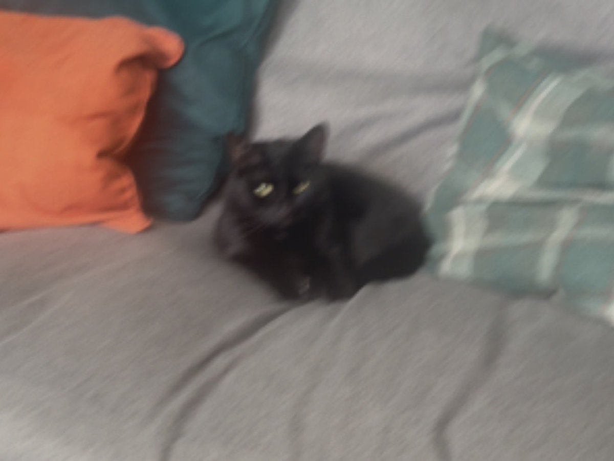 Ollie tweet media