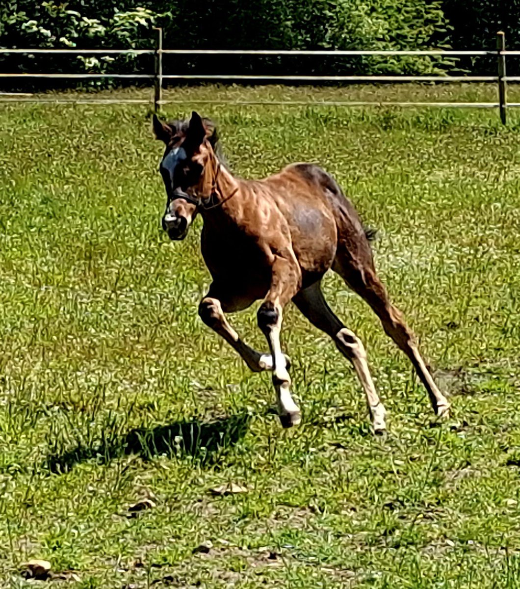 ferdlantstud's tweet photo. Turned our mares with foals at foot out into a new paddock this morning and our Laws Of Indices x Minister For Magic (Make Believe) filly had to show off her marvellous turn of foot.
@KiltownL @BallylinchStud https://t.co/rfeus2aGEV