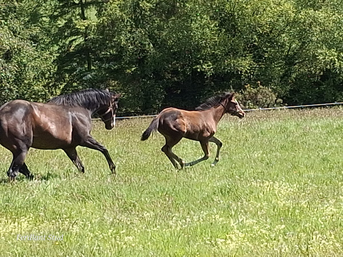 ferdlantstud's tweet photo. Turned our mares with foals at foot out into a new paddock this morning and our Laws Of Indices x Minister For Magic (Make Believe) filly had to show off her marvellous turn of foot.
@KiltownL @BallylinchStud https://t.co/rfeus2aGEV