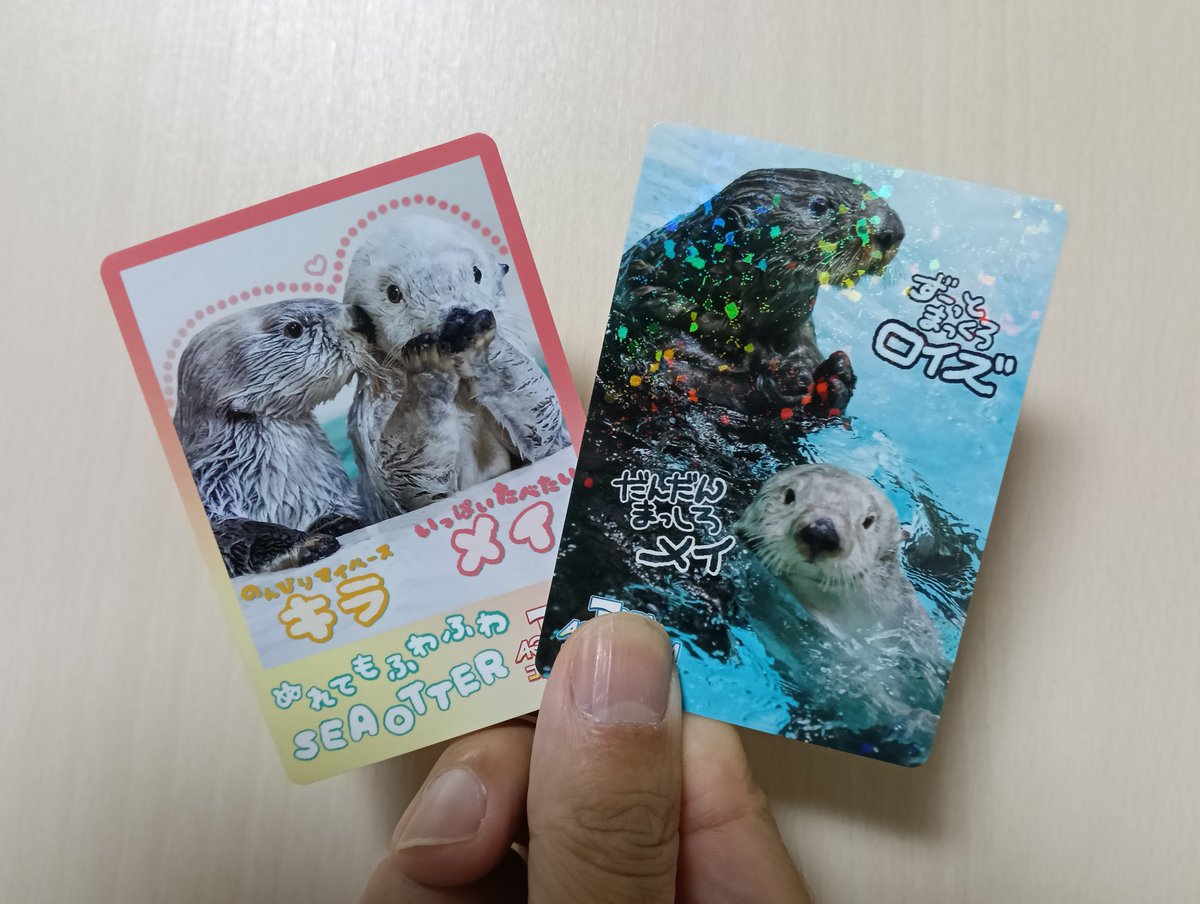 今日はラッコグッズ共有会でもあった。鳥羽水族館コレクションカード50