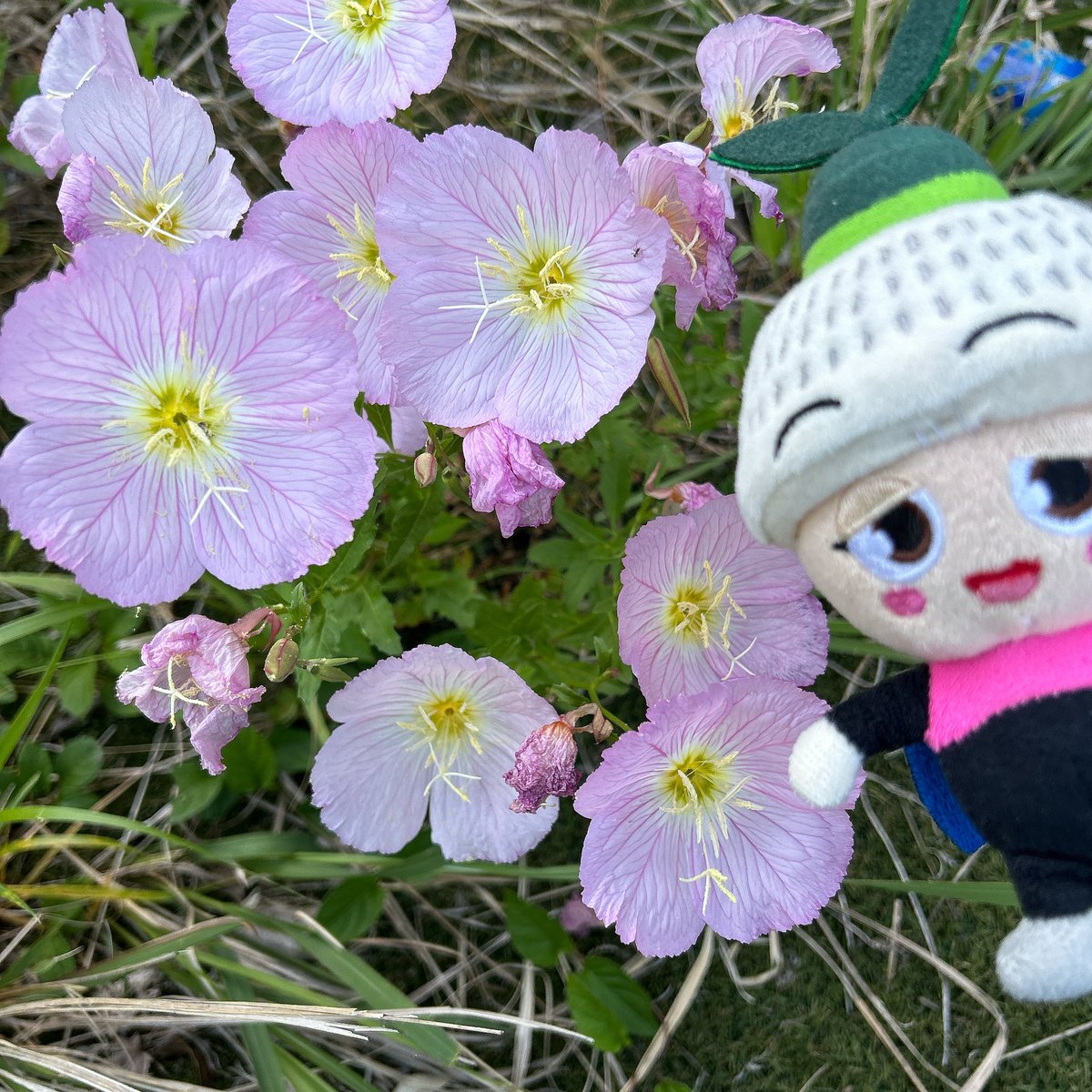elmo0735ay's tweet photo. @1voice5 慎さん、お誕生日おめでとうございます🎉✨️💫💫
慎さんの素敵な歌声聞けるの楽しみにしています☺️︎💕︎︎
福岡でのソロライブまた出来るの熱望しています🌟体に気をつけて、お過ごし下さいね🍀
今、我が家に咲いてる一人娘っていうピンクの花を添えて🌟 https://t.co/1l28euQxMa