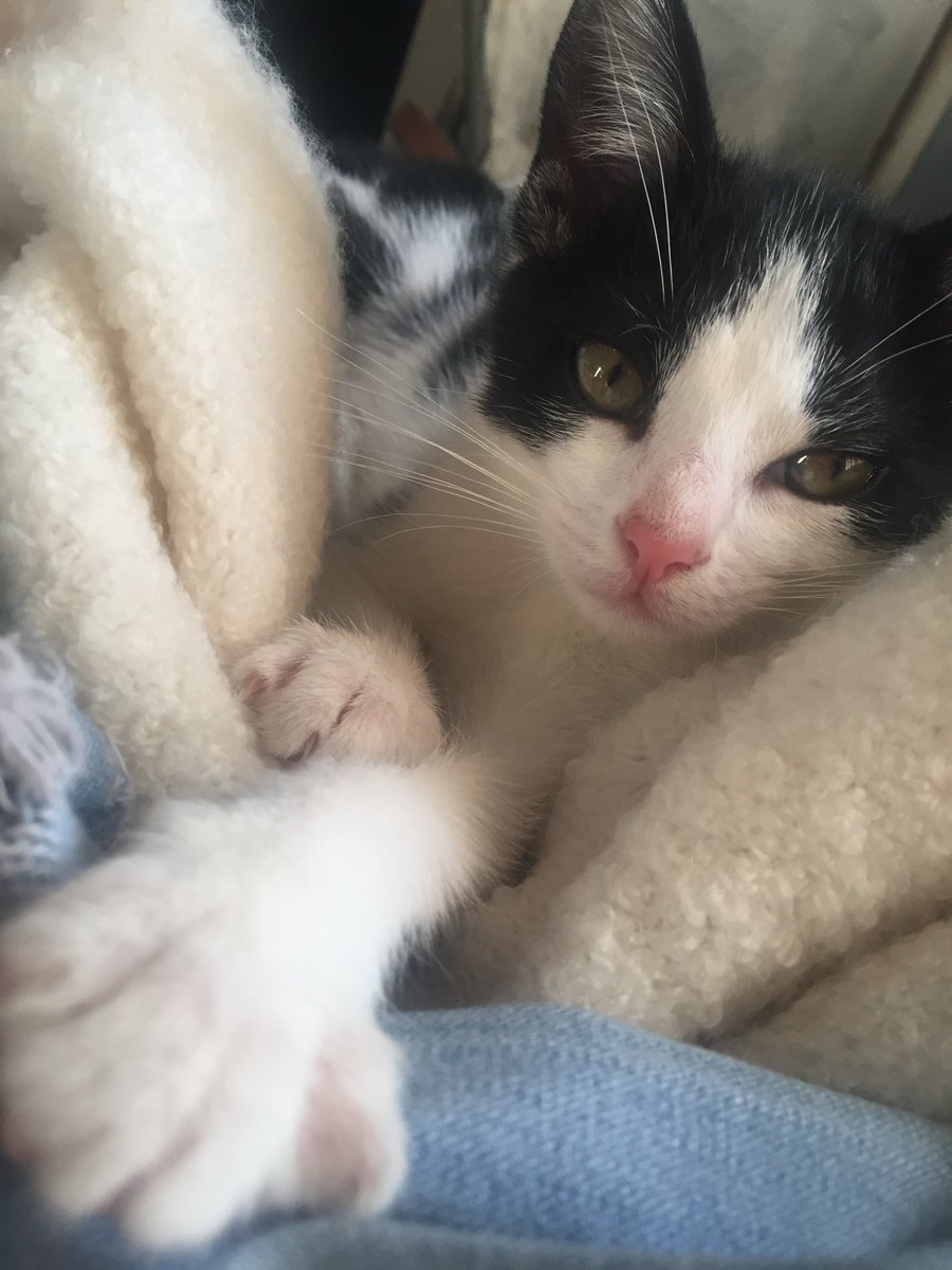 HelloxNancy's tweet photo. I won’t be streaming for a while guys. 
My baby cookie has crossed the rainbow bridge. May 22nd she left me. I love her and miss her so much it hurts. 

My sweet little girl I will miss you for the rest of my life. https://t.co/8mzbcVCWJ5