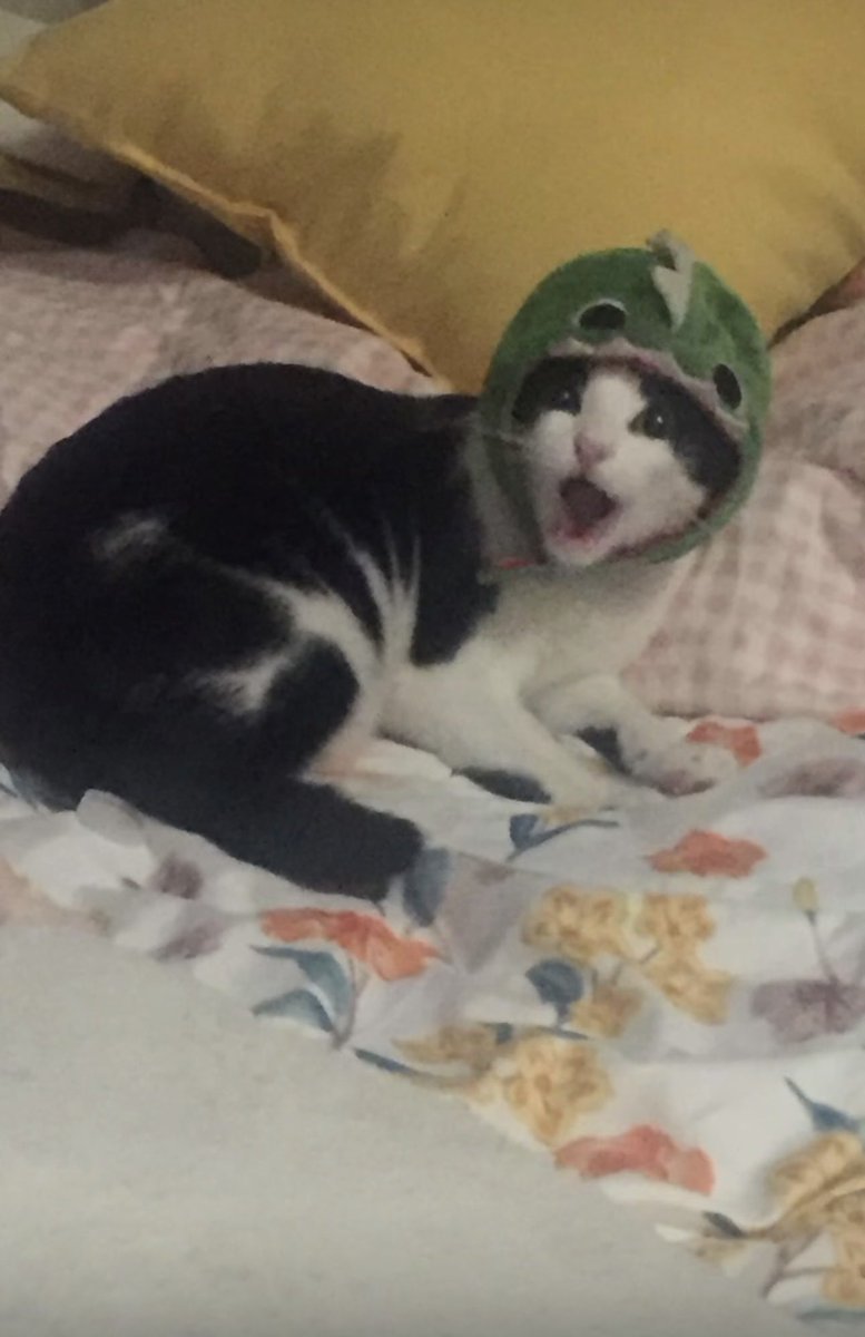 HelloxNancy's tweet photo. I won’t be streaming for a while guys. 
My baby cookie has crossed the rainbow bridge. May 22nd she left me. I love her and miss her so much it hurts. 

My sweet little girl I will miss you for the rest of my life. https://t.co/8mzbcVCWJ5