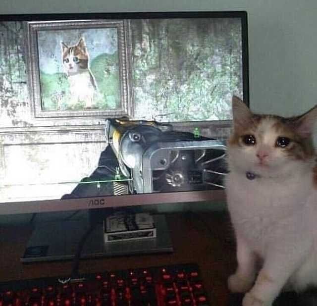 Punch Cat tweet media