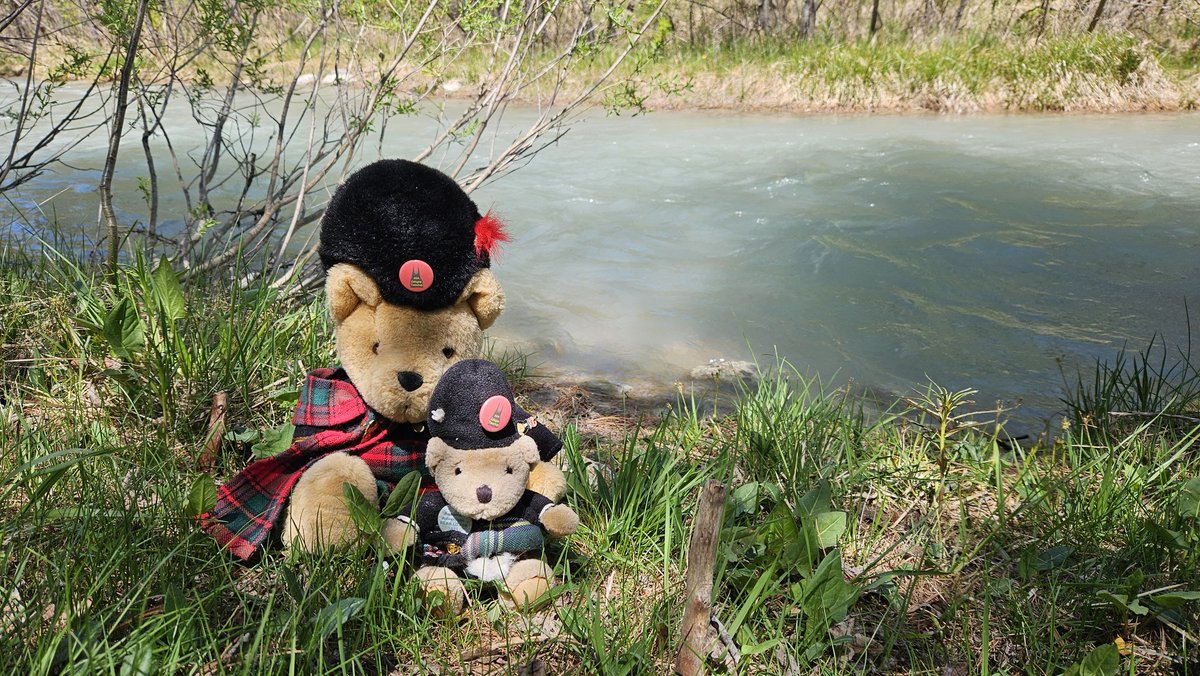 Swiss Piper Bears tweet media