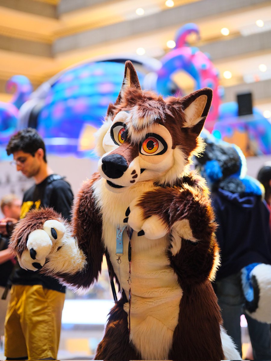 TazztheWolf's tweet photo. ✨ Haiiiii ✨

🧵: @StuffedTailsFur
📸 : @LightOfSolaris1 https://t.co/iO4Ve8YHXN