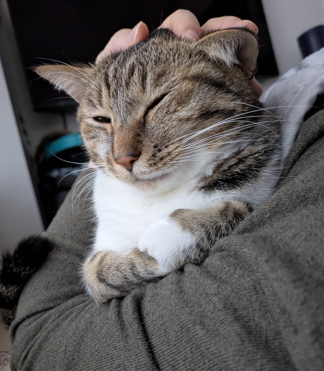テト猫ページ 猫のテト (@cat_tetoteto) / Posts / X