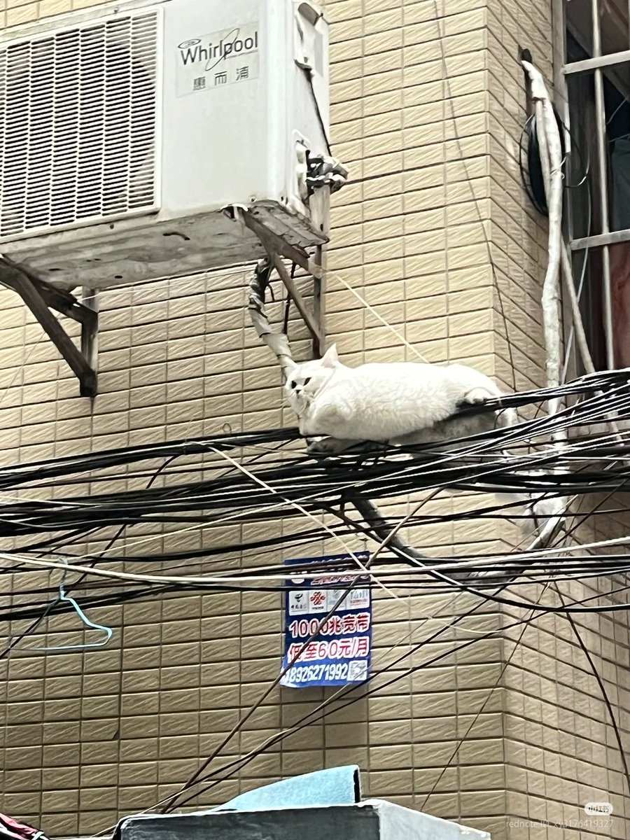 No Context Cats tweet media