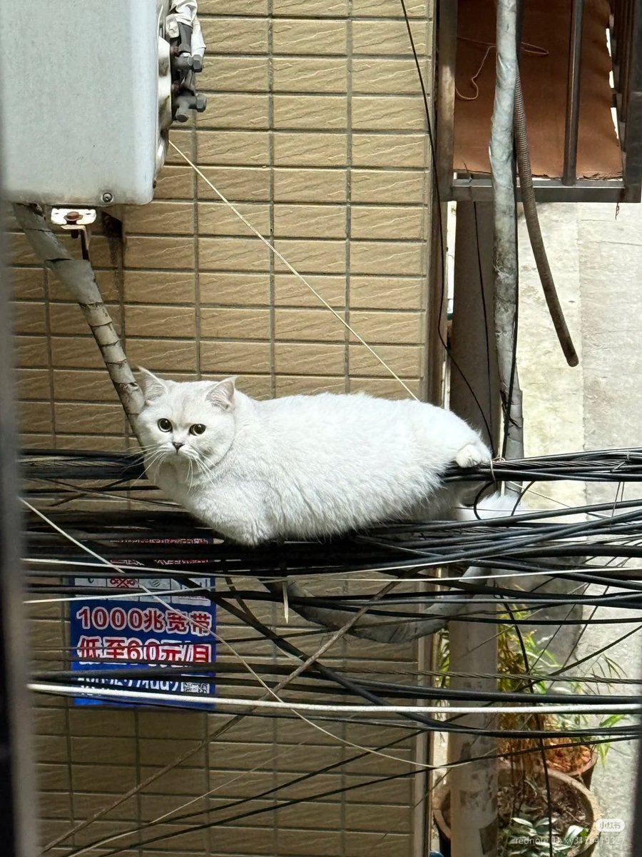 No Context Cats tweet media
