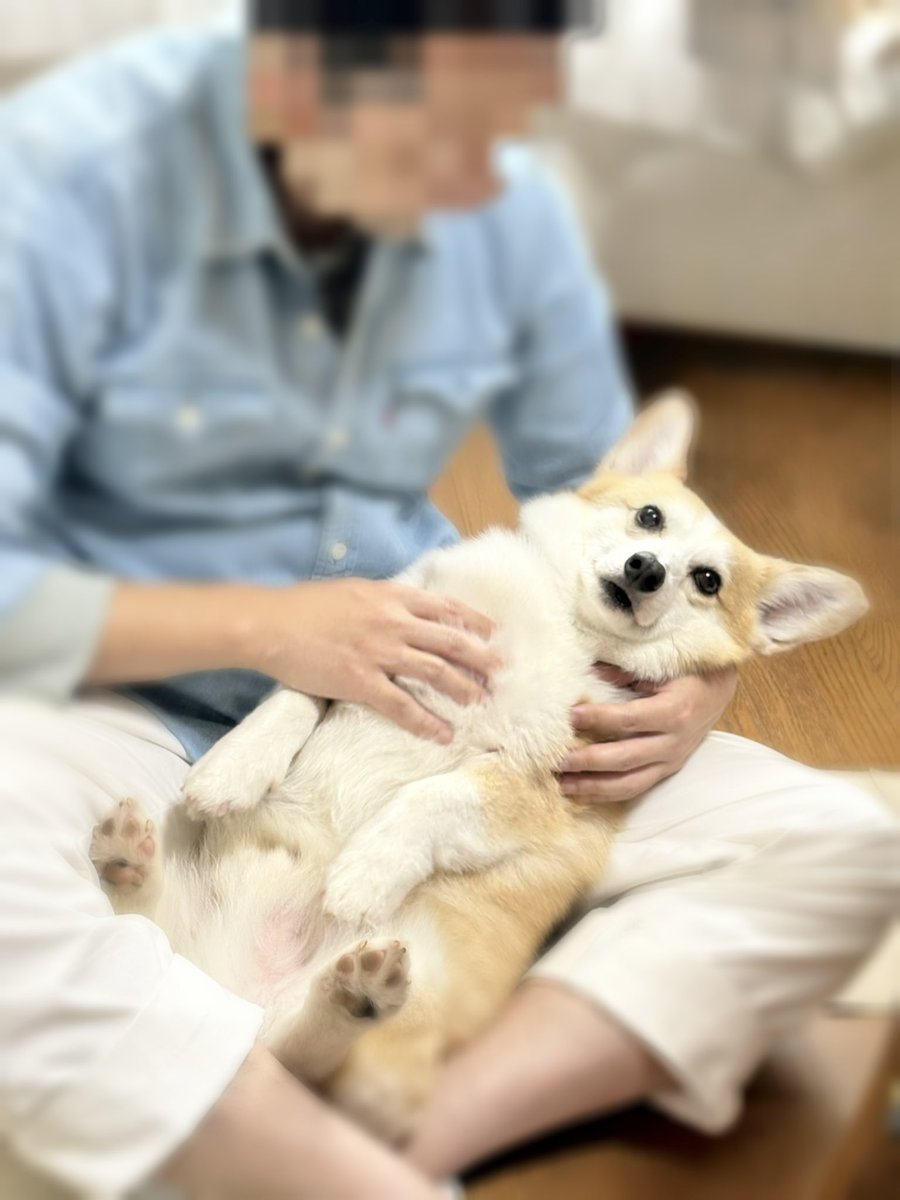 sdlgtc's tweet photo. 旦那氏に抱っこされて虚無顔のイッヌ https://t.co/VhYWTNi1i2