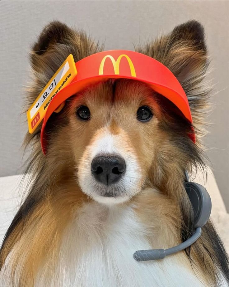 PupGirlBlair ^w^ 🏳️⚧️ tweet media