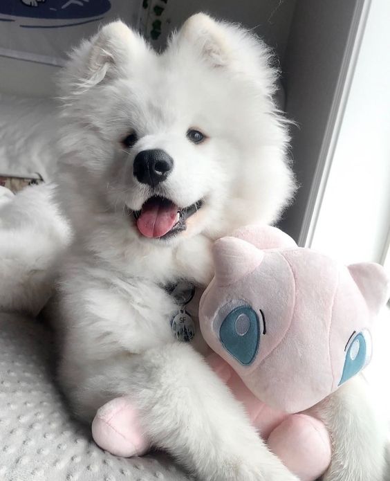 cutiespuppies's tweet photo. https://t.co/fKA0ZqUtNq