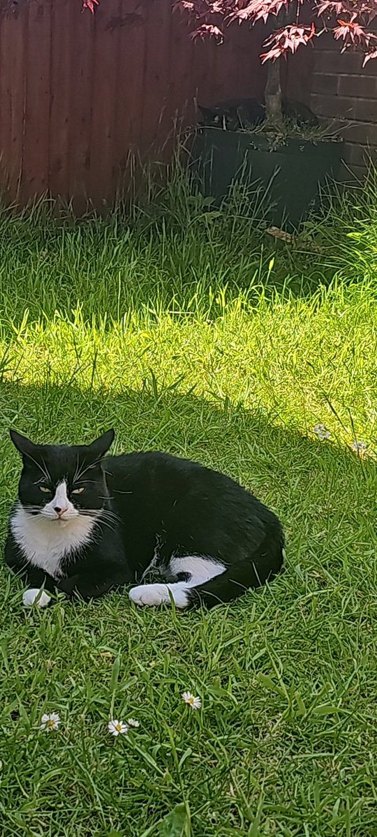 TrinityandTilly 🐱🏰🐉🏴󠁧󠁢󠁷󠁬󠁳󠁿 tweet media