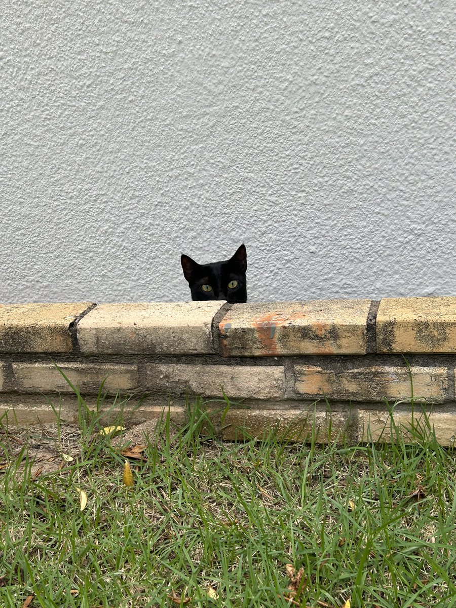 HolandaMachado's tweet photo. Feliz domingo feliz! 
😻😻😻😻😻😻 https://t.co/hYvXFKLYDa