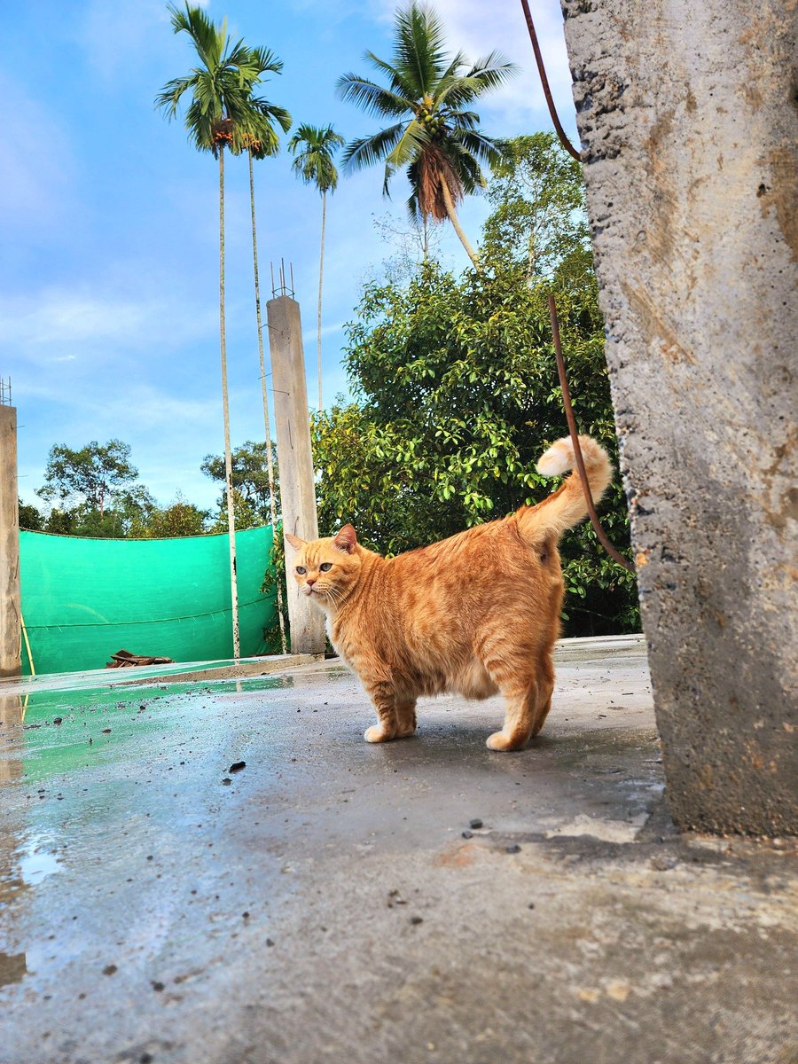 translated cats tweet media