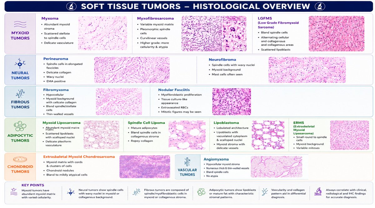 pathognosis22's tweet photo. Soft tissue tumors with a myxoid background ! #BST #NEETSS #NEET #pathology #myxoid #pathognosis https://t.co/CCrR4fay7h