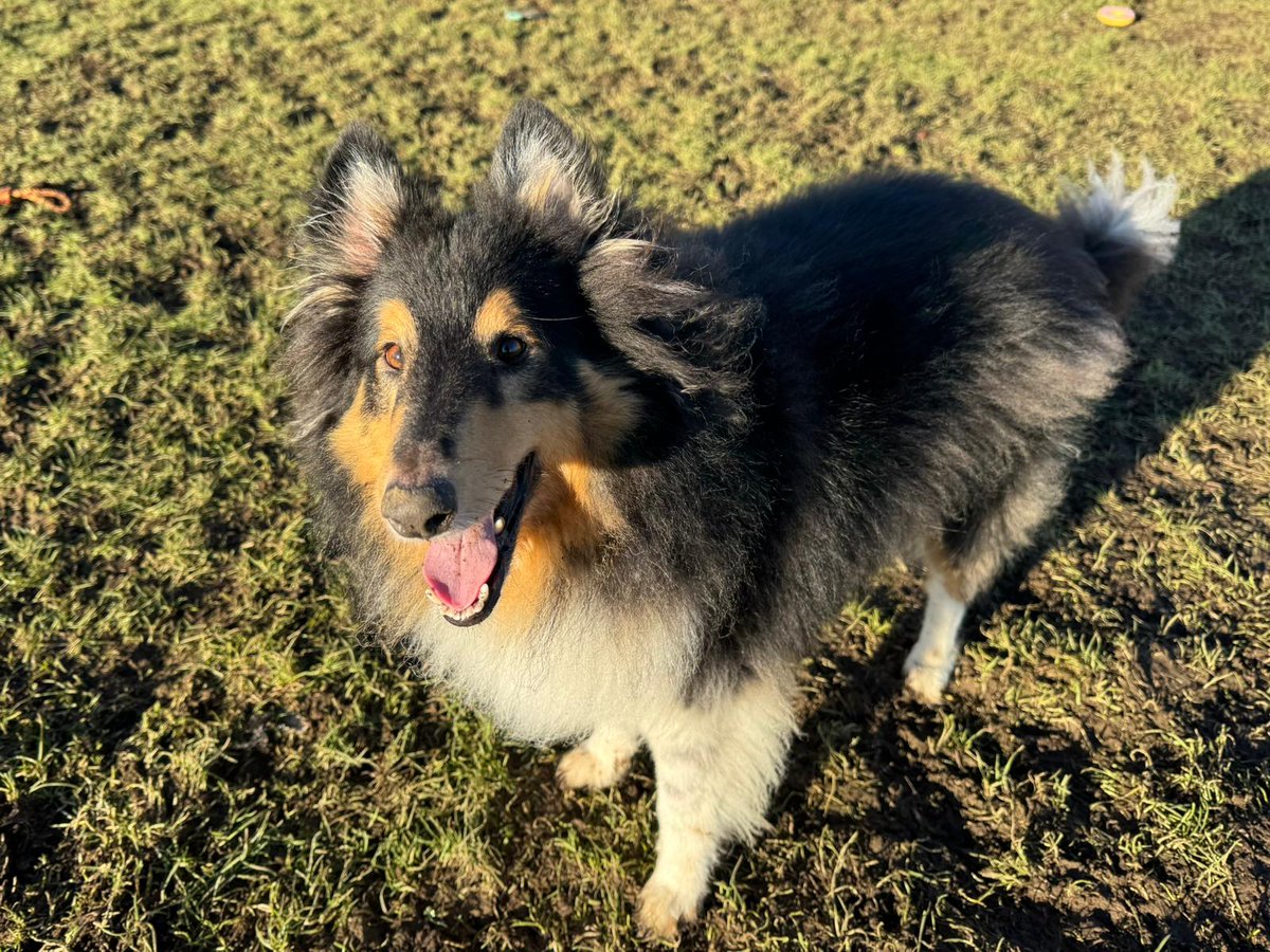 DogsTrust West Calder (Edinburgh) and Dundee tweet media