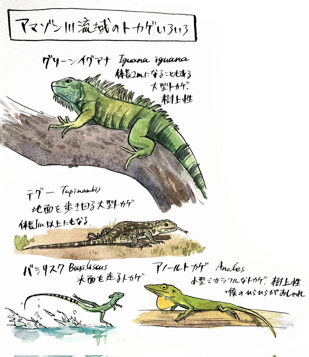 亀野 甲 tweet media