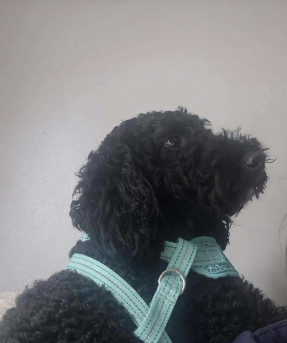 millypod1's tweet photo. SIMBA IS HOME. THANKS FOR RT's 😊🐕🐾
🆘22 MAY 2026 #Lost Simba #ScanMe
YOUNG Cockerpoo Male #PUPPY
#Atherton/#Leigh #M46 #Manchester #GreaterManchester
Escaped the Gadbury Fold area of Atherton
this afternoon and has been sighted on Atherleigh Way https://t.co/zsoAbSJk7H https://t.co/BBXPmLM6bv