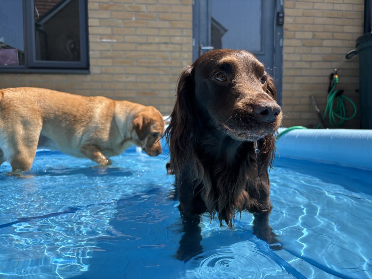 Adventures of Cooper & Orla | Mum & Dad | 8 Cats tweet media