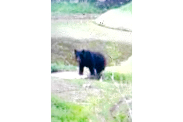 THE_IWAKI_MINPO's tweet photo. いわき南署 ２４日午後に山田町上安行で「クマ１頭目撃」と発表 | いわき民報 https://t.co/zi5DeZHR58 
#いわき #クマ #熊 
（写真：山田町で目撃されたクマとされる動物＝いわき南署提供）
※内容を追記・更新して再投稿いたしました。 https://t.co/6xik2dhKGm
