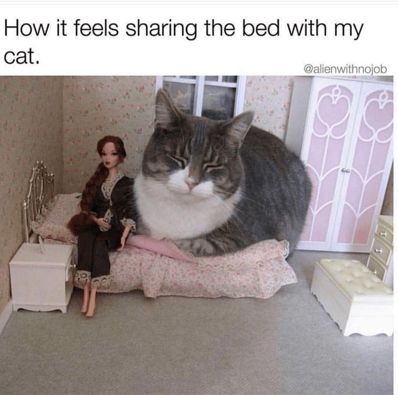 Cats Out Of Context tweet media