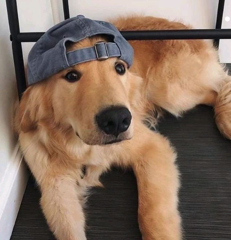 ⋆˚꩜。 ollie tweet media