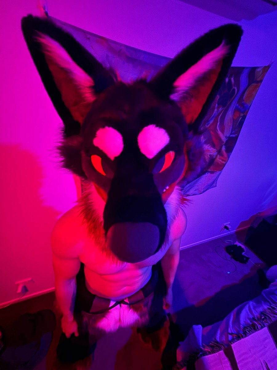 🐺 Flint Coyote tweet media