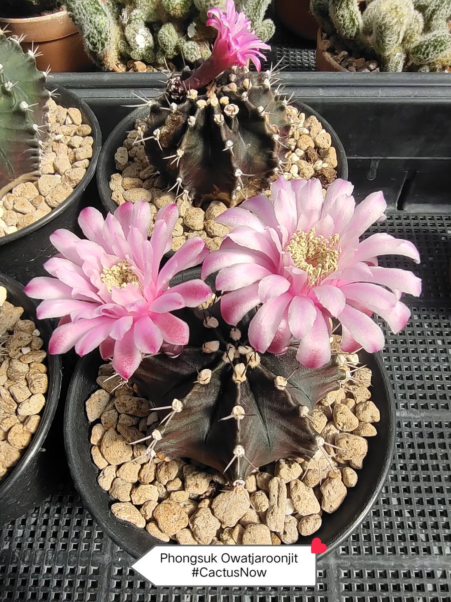 manow224's tweet photo. วันนี้ยังมีดอกไม้ (Gymnocalycium)
#Cactus #CactusNow #Gymnocalycium https://t.co/01WZNHjZHl