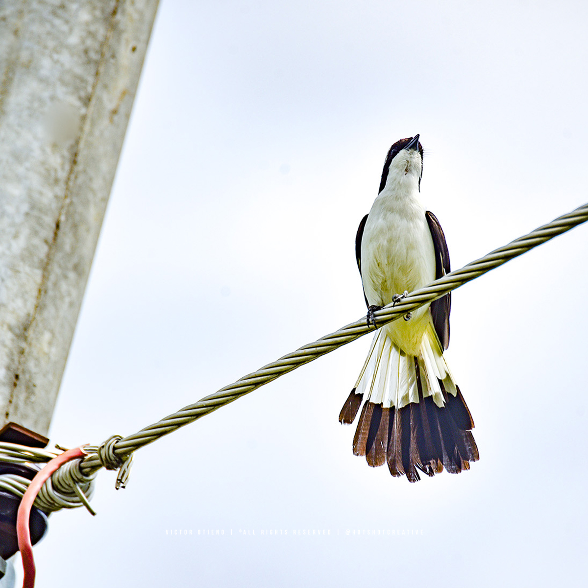 hotshotcreative's tweet photo. Grey-backed Fiscal (Lanius excubitoroides), Kisumu. #BirdsofKenya #BirdPhotography https://t.co/VU2vbIGrHI