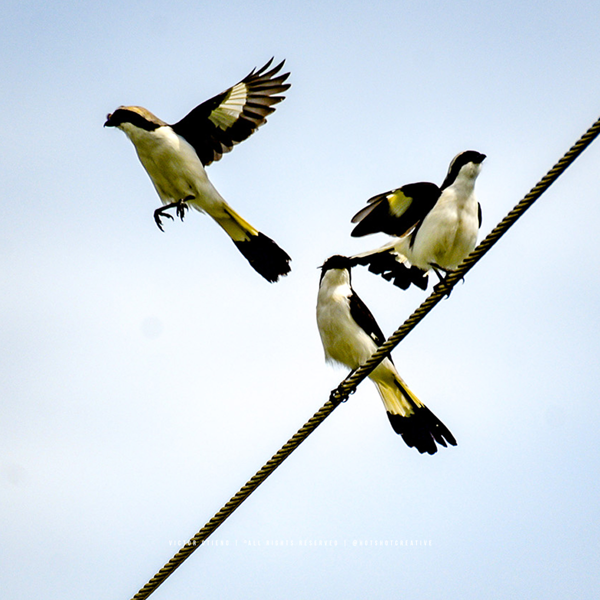 hotshotcreative's tweet photo. Grey-backed Fiscal (Lanius excubitoroides), Kisumu. #BirdsofKenya #BirdPhotography https://t.co/VU2vbIGrHI