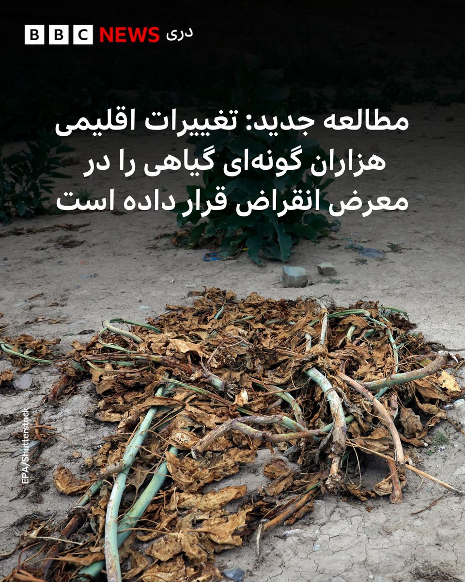 bbcafghanistan's tweet photo. یک پژوهش علمی جدید نشان می‌دهد که هزاران گونه‌ ��یاهی به‌علت تغییرات اقلیمی تا پایان این قرن در معرض خطر انقراض قرار دارند.

بیشتر بخوانید:

https://t.co/GxYDdzc41V https://t.co/L1DEu2YP60