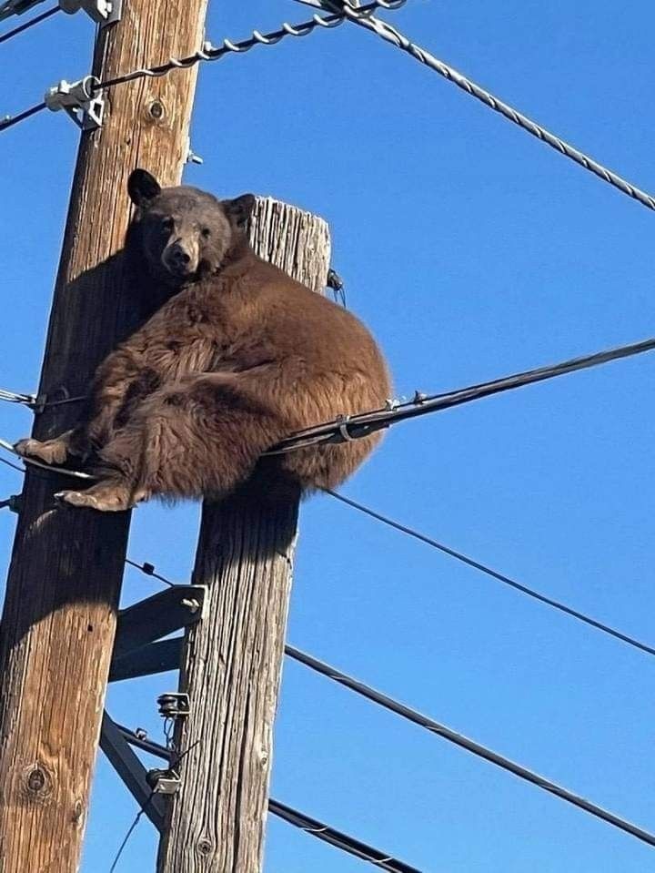Bear tweet media